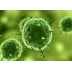 永生化人肝癌血管內皮細胞系