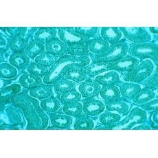 大鼠肝細(xì)胞；IAR20	